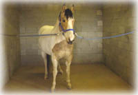 Wash stall