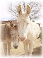 donkeys